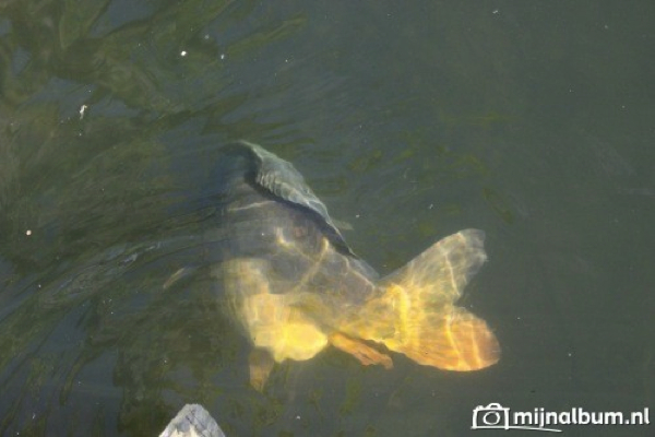 Carpboard Martin blom