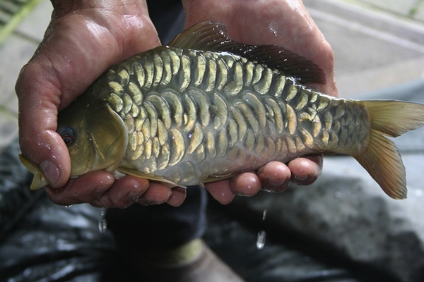 m Oude-rotten-met-Theo-Pustjens-02 600