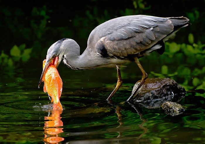 Effe-de-vijver-leeghalen