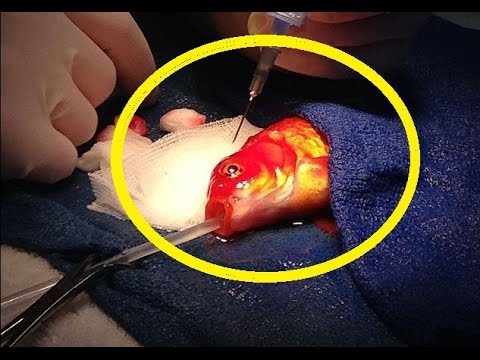 Goudvis-surgery