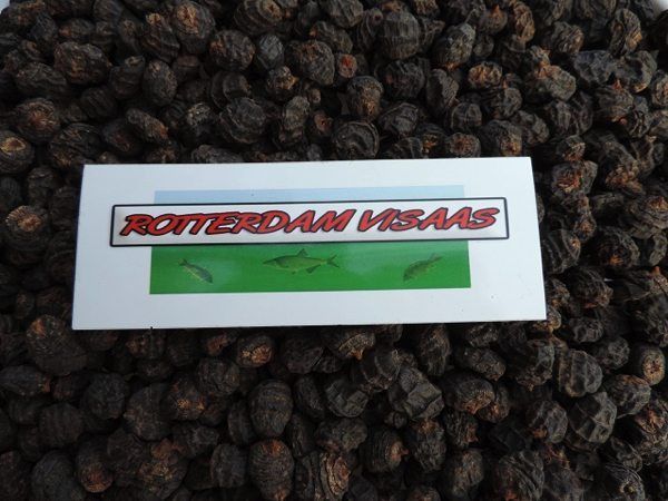 Rotterdam-visaas-logo