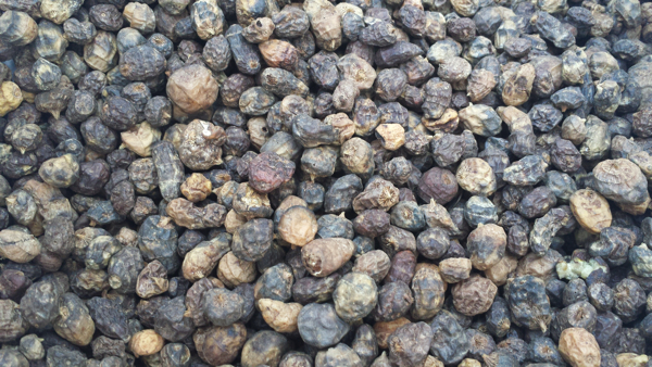 Rotterdam-visaas-zwarte-tijgers