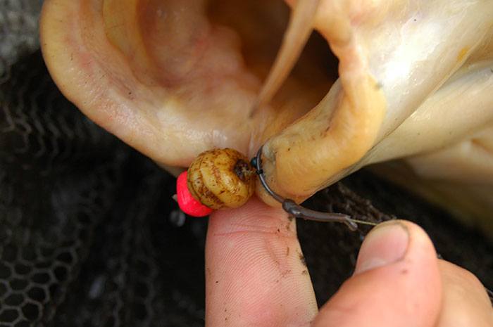 Zo zie ik het graag, ramvast in de onderlip!