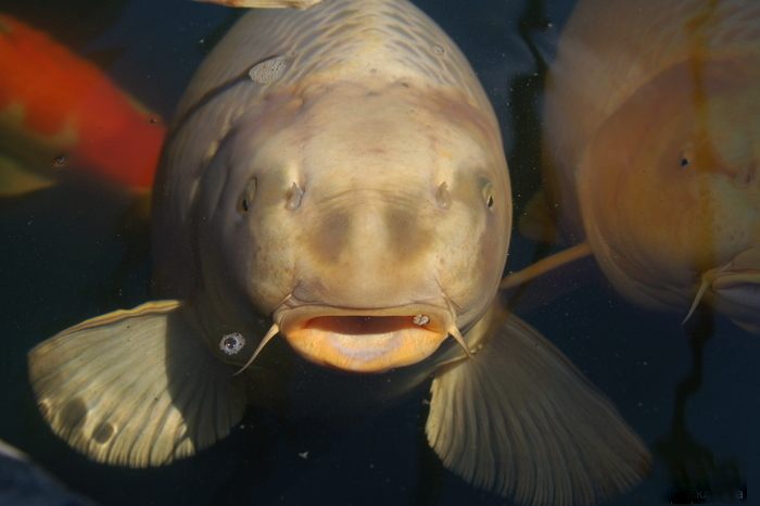 koi_close_up