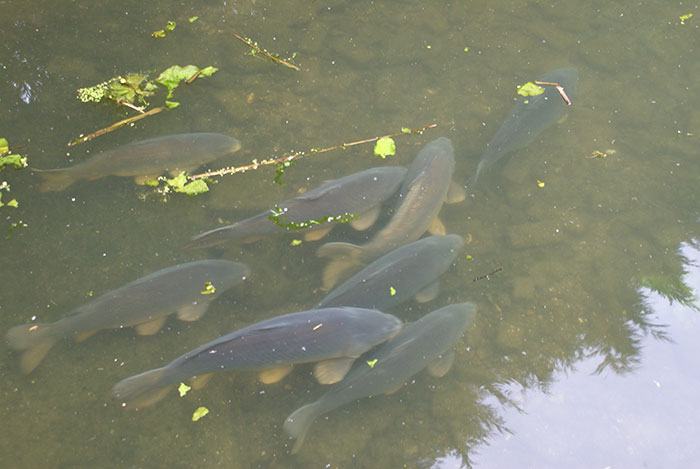 Huis-aan-het-water-04