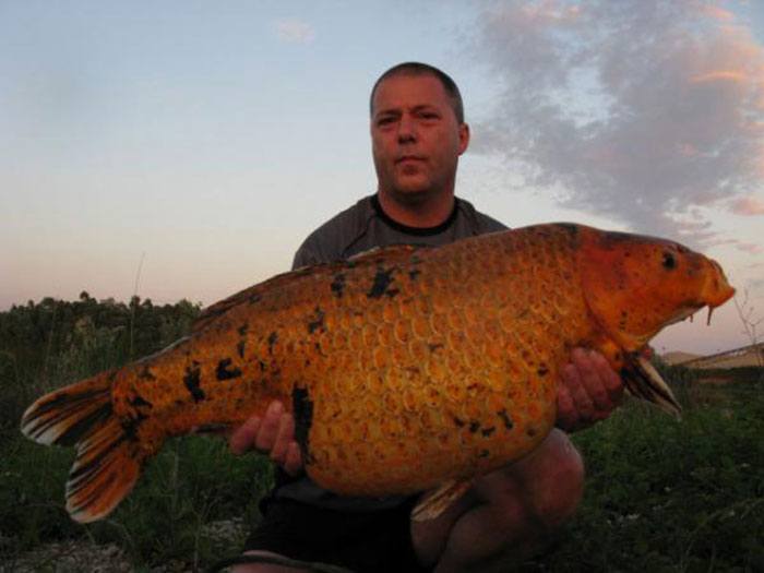 Richard-Lous-Goncourt-Koi-Lake