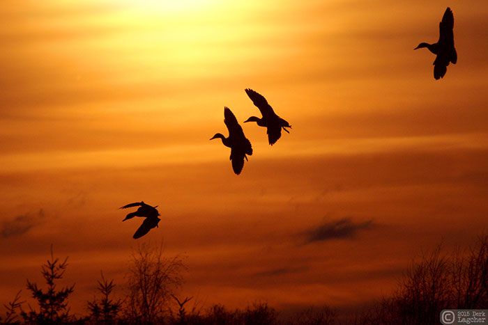 Bekijk de 10 mooiste foto's van Derk Lagcher.