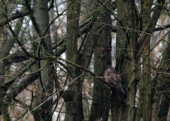 Veel mensen zullen voorbij deze boom lopen en de uil niet opmerken.