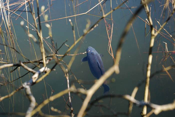 10-Jon-Skold-Aurora-Borealis