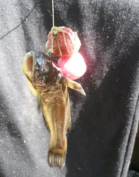 Catfish... het meest vervelende aspect van dit water.
