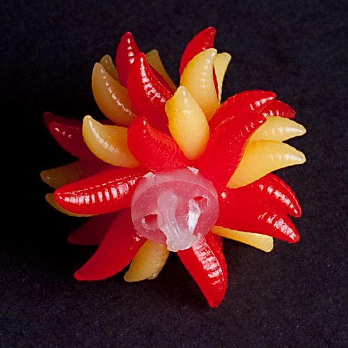 evolution-carp-tackle-maggot-ball-bait-red-yellow