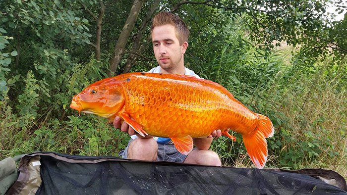 Melvin Roseboom met een baasachtige goudkarper!