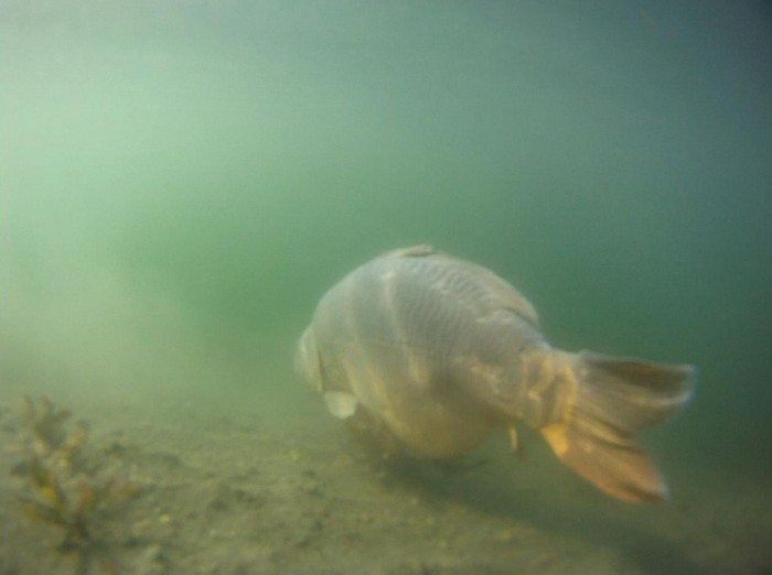 Een mooie vis van een goed voorbereide voorcampagne