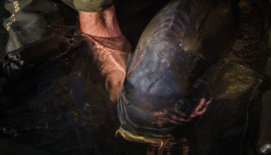 KWO-Community-Member-karpervissen