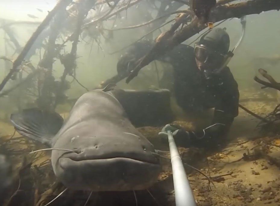 Monster-catfish-underwater-1