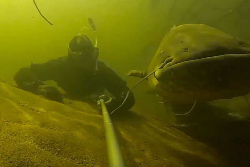 Monster-catfish-underwater-2