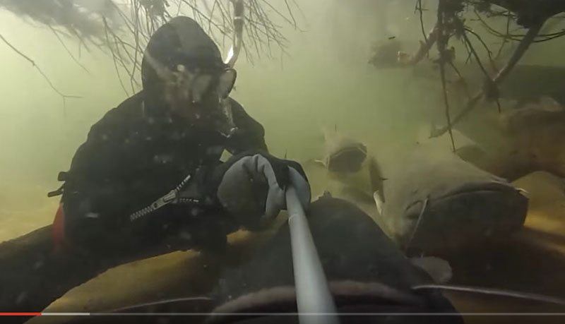 Monster-catfish-underwater-3
