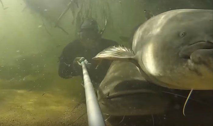 Monster-catfish-underwater-4
