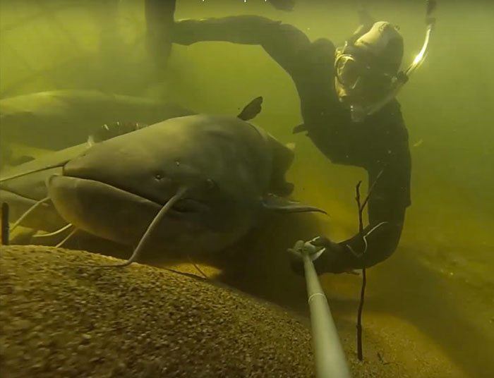 Monster-catfish-underwater-5