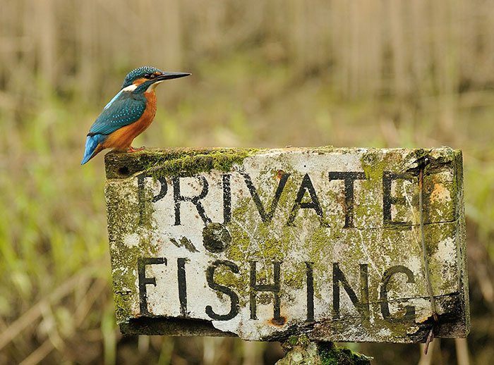 perfect-kingfisher-dive-photo-wildlife-photography-alan-mcfayden-10