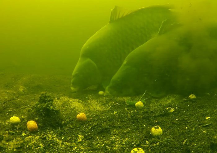 Maak jij in 2016 zelf zulke onderwaterbeelden? Het kan met de Jeffish Onderwatercamera.