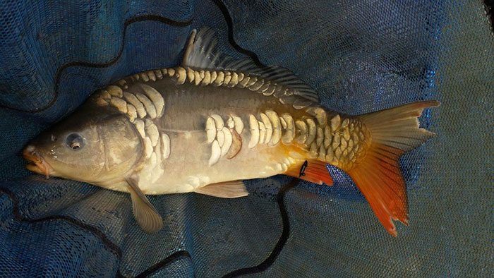 Niet veel later al op de mat, tientallen kilometers verderop.