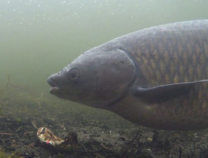 Er komen weer enkele bakken van vissen voorbij. Geniet er van!