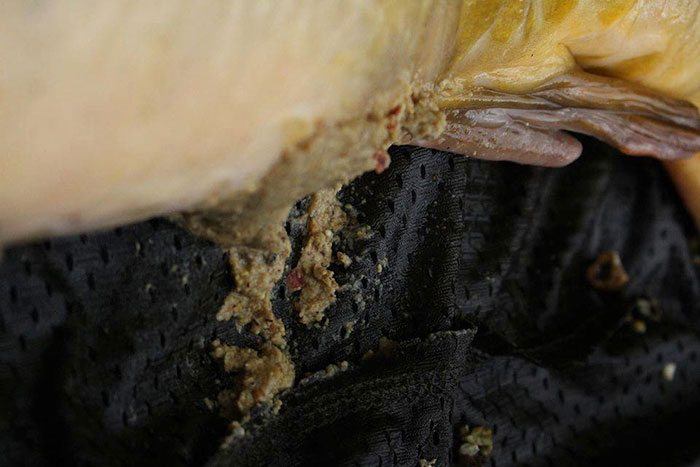 Karper heeft geen moeite met het aas als er Cell in verwerkt is.