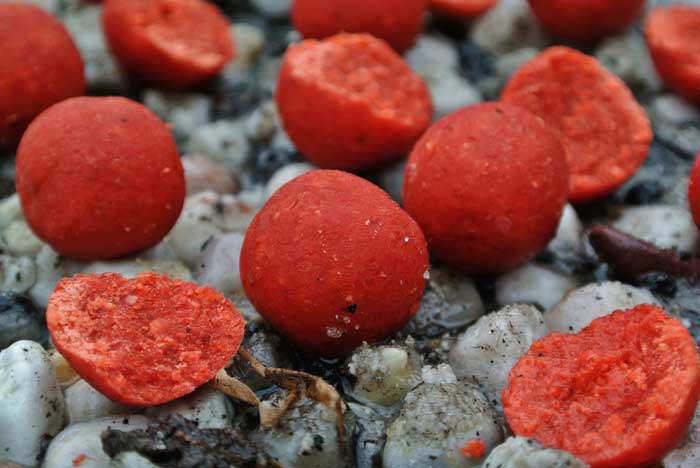 Martin-SB's-Red-Garlic-(1)