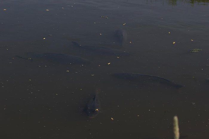 pendingen-michael-schaper-2