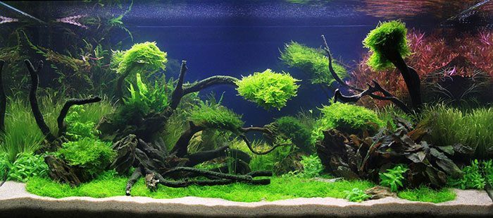 Ook bij ZOO&ZO: alles voor de liefhebber van aquaria.