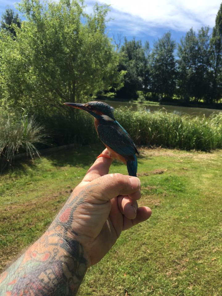 Deze ijsvogel maakt zich niet druk.