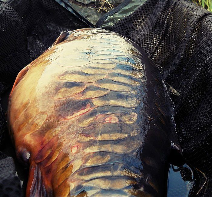 Een vreugdedanse... Dat deed Marc Vervoort dan ook toen deze brute volschub op de mat lag.