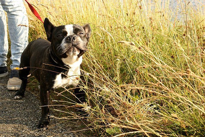 Ook mijn hondje Ziggy is verknocht aan de Belgische kanalen! Niet om te vissen, maar wel om lekker met het baasje mee te gaan!